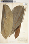 Spathiphyllum blandum image