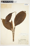 Spathiphyllum blandum image