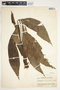 Spathiphyllum blandum image