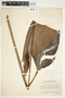 Spathiphyllum blandum image