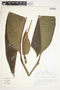 Spathiphyllum blandum image