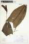 Spathiphyllum blandum image