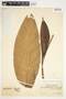 Spathiphyllum cochlearispathum image