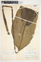 Spathiphyllum cochlearispathum image