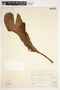 Spathiphyllum cochlearispathum image