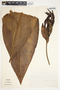Spathiphyllum cochlearispathum image
