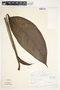 Spathiphyllum cochlearispathum image