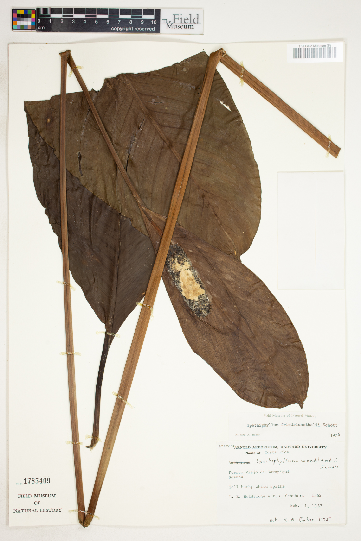 Spathiphyllum friedrichsthalii image