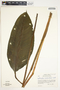 Spathiphyllum friedrichsthalii image