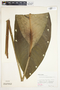Spathiphyllum friedrichsthalii image