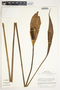 Spathiphyllum friedrichsthalii image