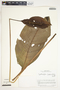 Spathiphyllum friedrichsthalii image