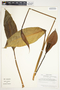 Spathiphyllum friedrichsthalii image