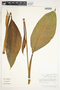 Spathiphyllum friedrichsthalii image