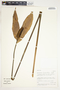 Spathiphyllum friedrichsthalii image