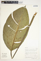 Spathiphyllum friedrichsthalii image