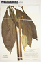 Spathiphyllum friedrichsthalii image