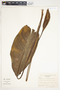 Spathiphyllum friedrichsthalii image