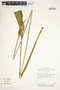 Spathiphyllum friedrichsthalii image