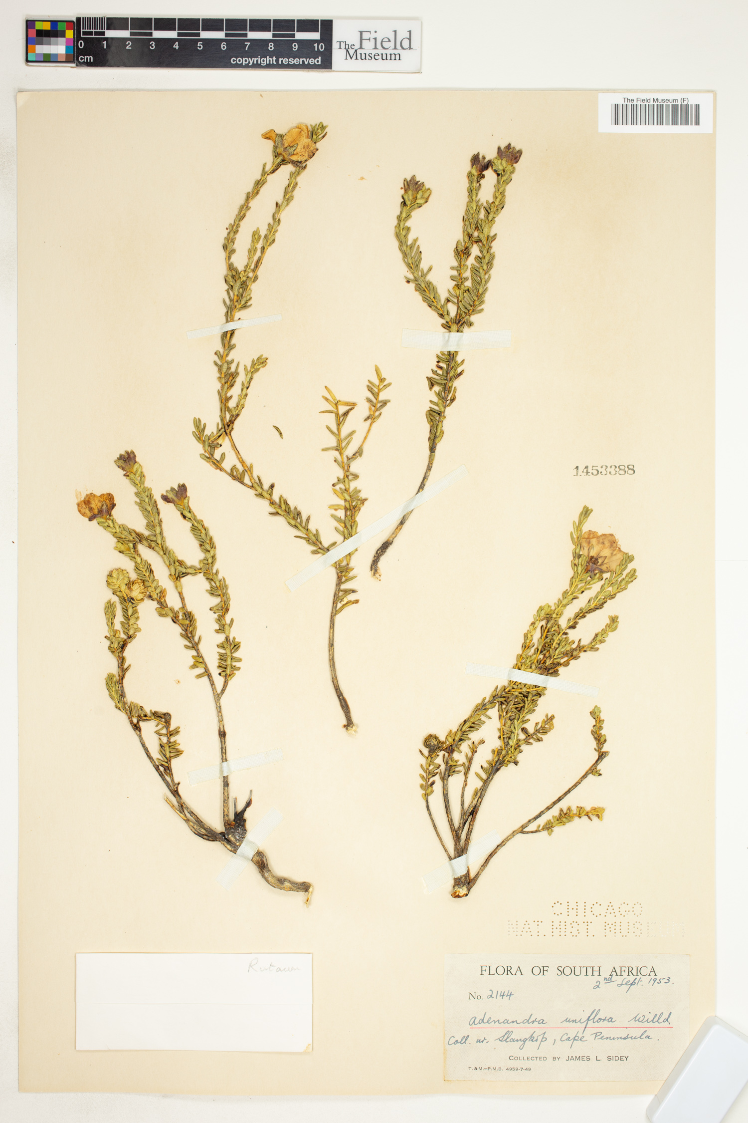Adenandra uniflora image