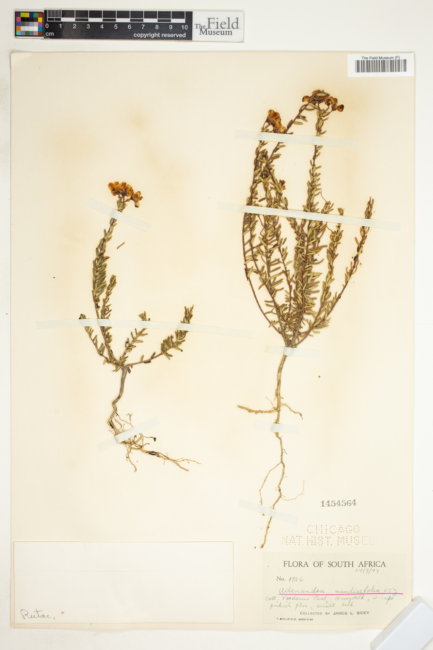 Adenandra mundiifolia image