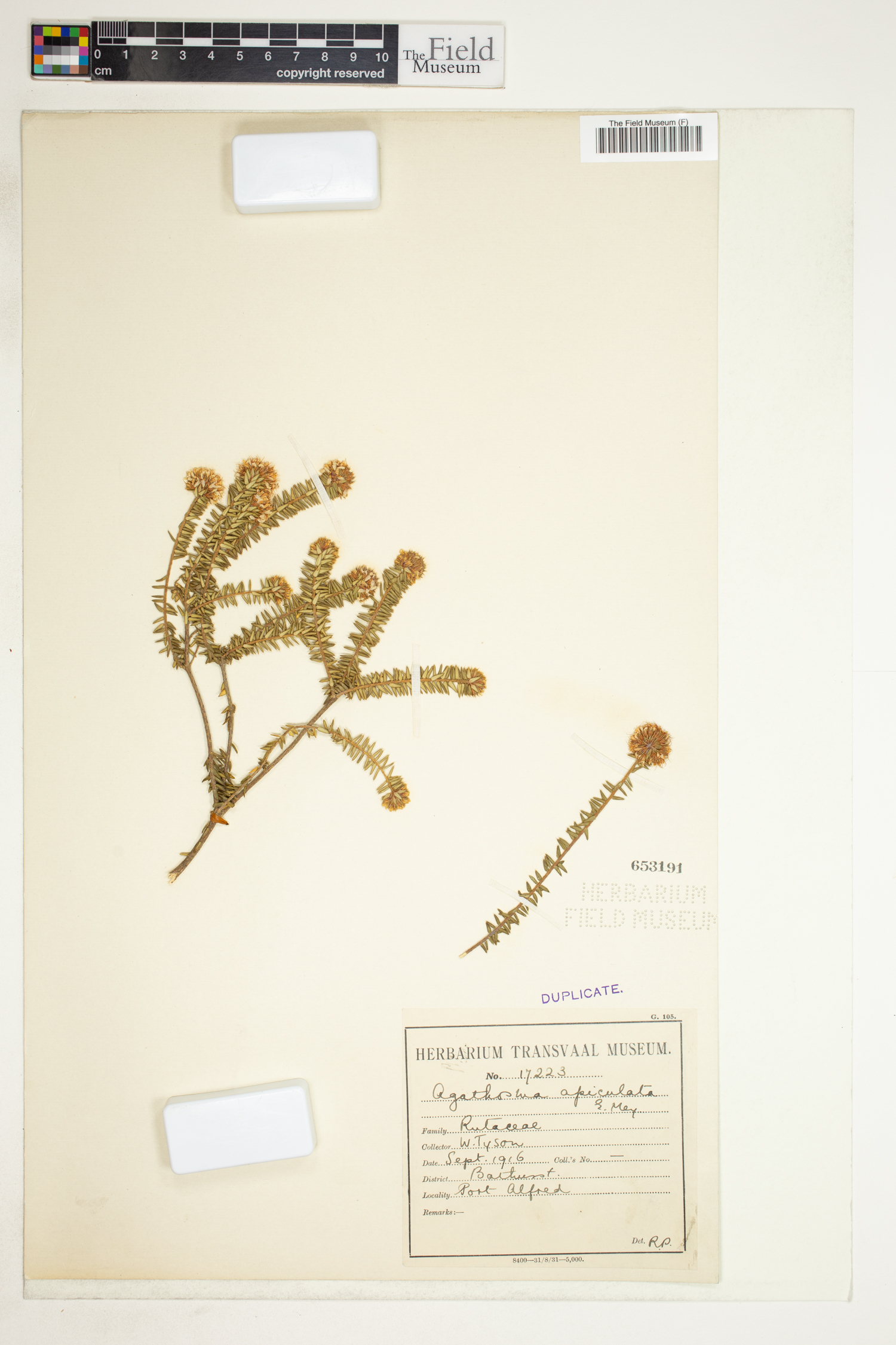Agathosma apiculata image