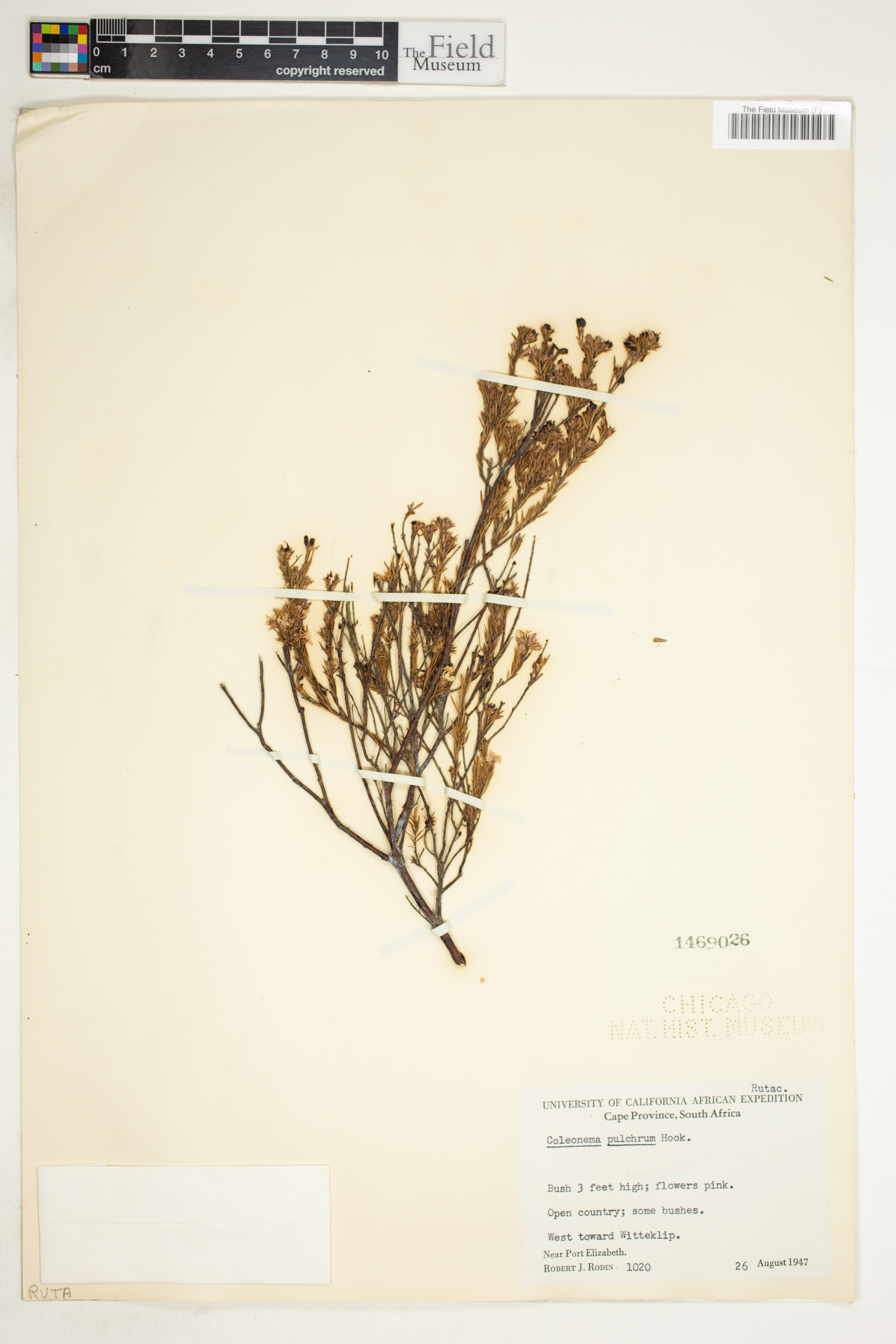 Coleonema pulchrum image