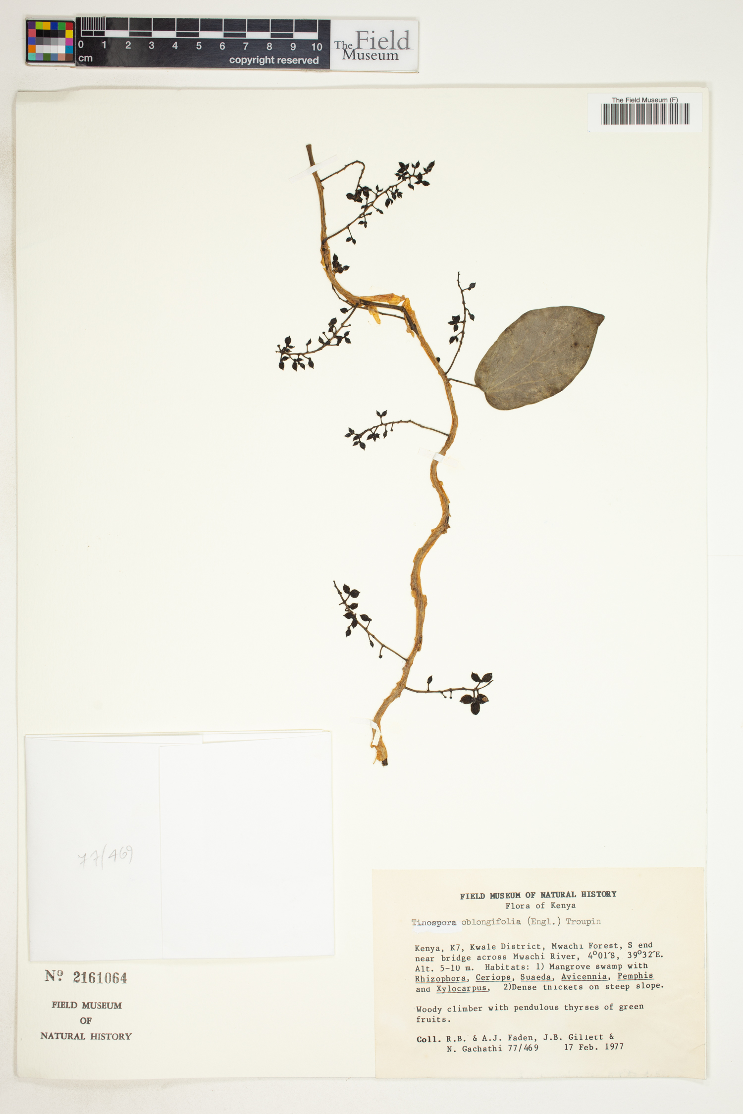 Tinospora oblongifolia image