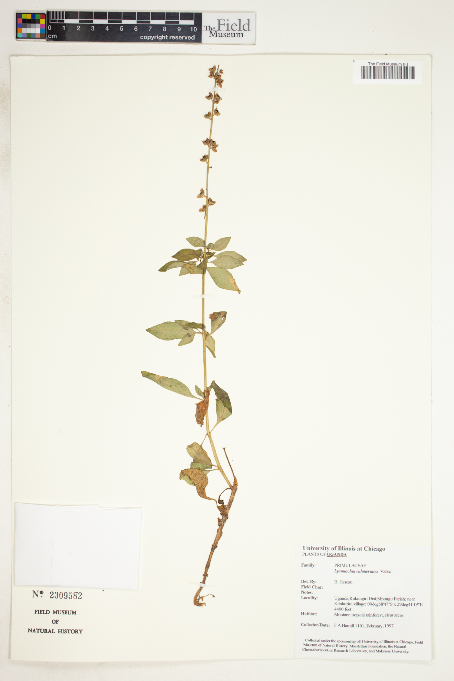 Lysimachia ruhmeriana image