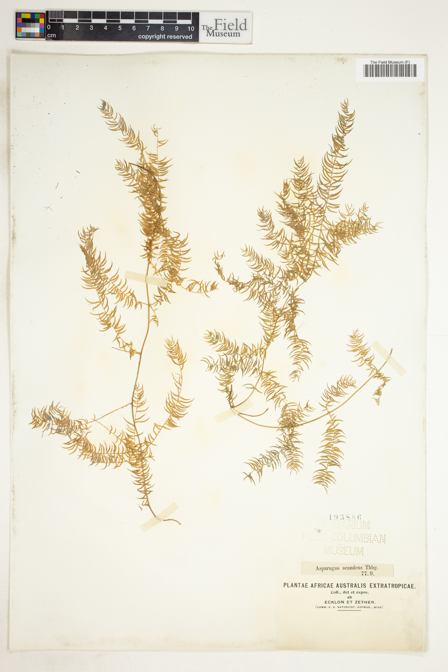 Asparagus scandens image