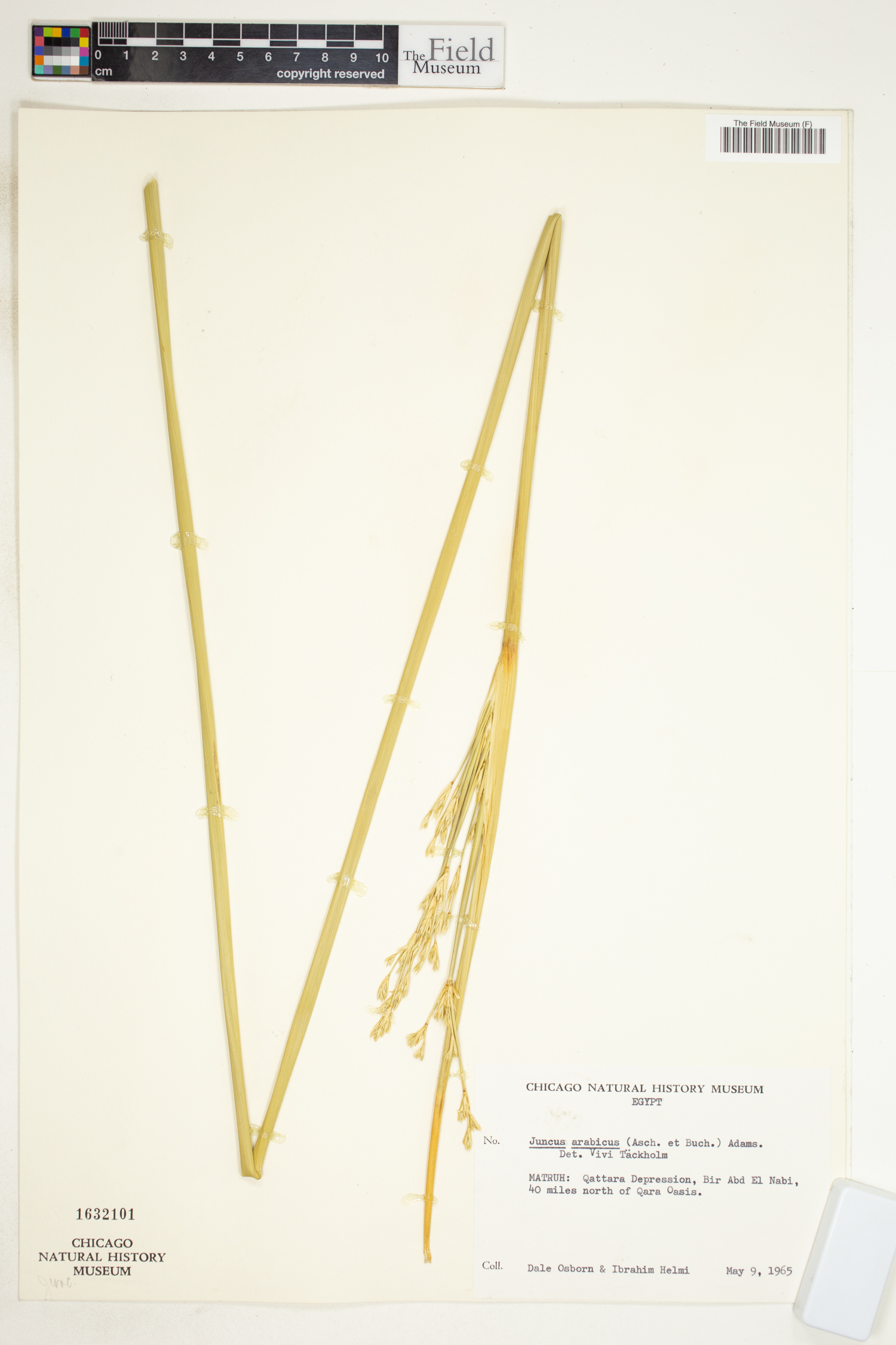 Juncus rigidus image