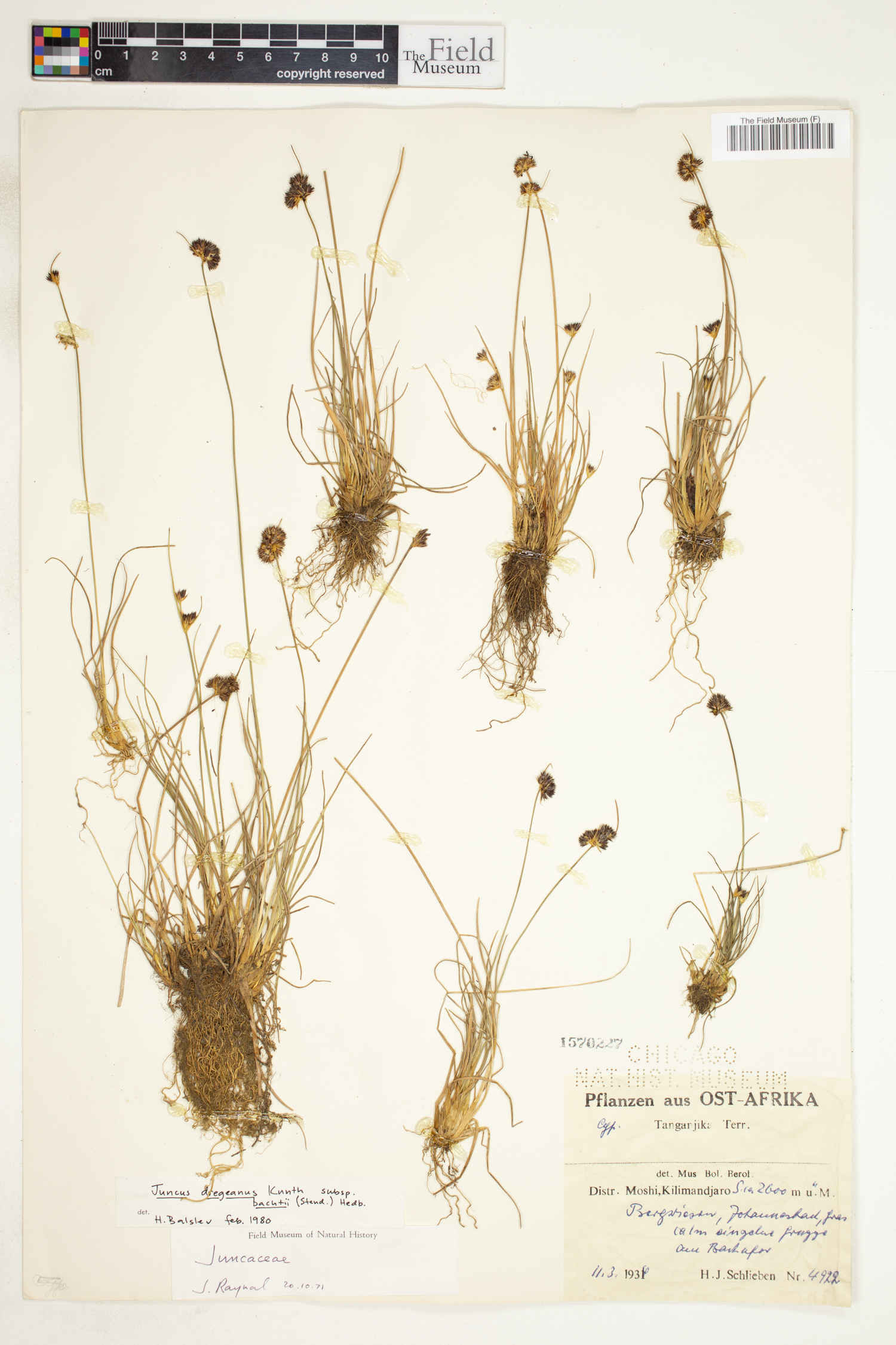 Juncus dregeanus image