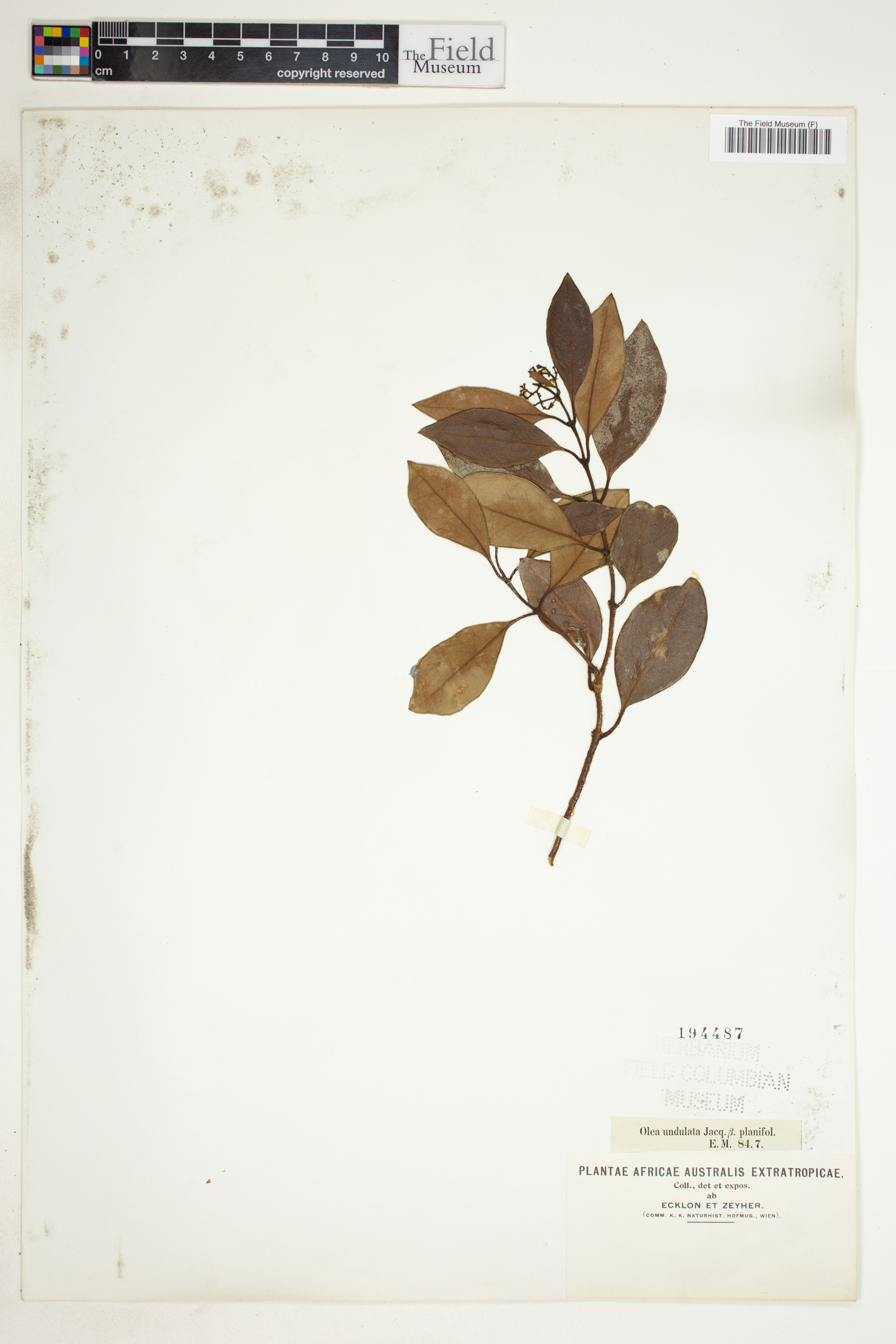 Olea capensis subsp. capensis image