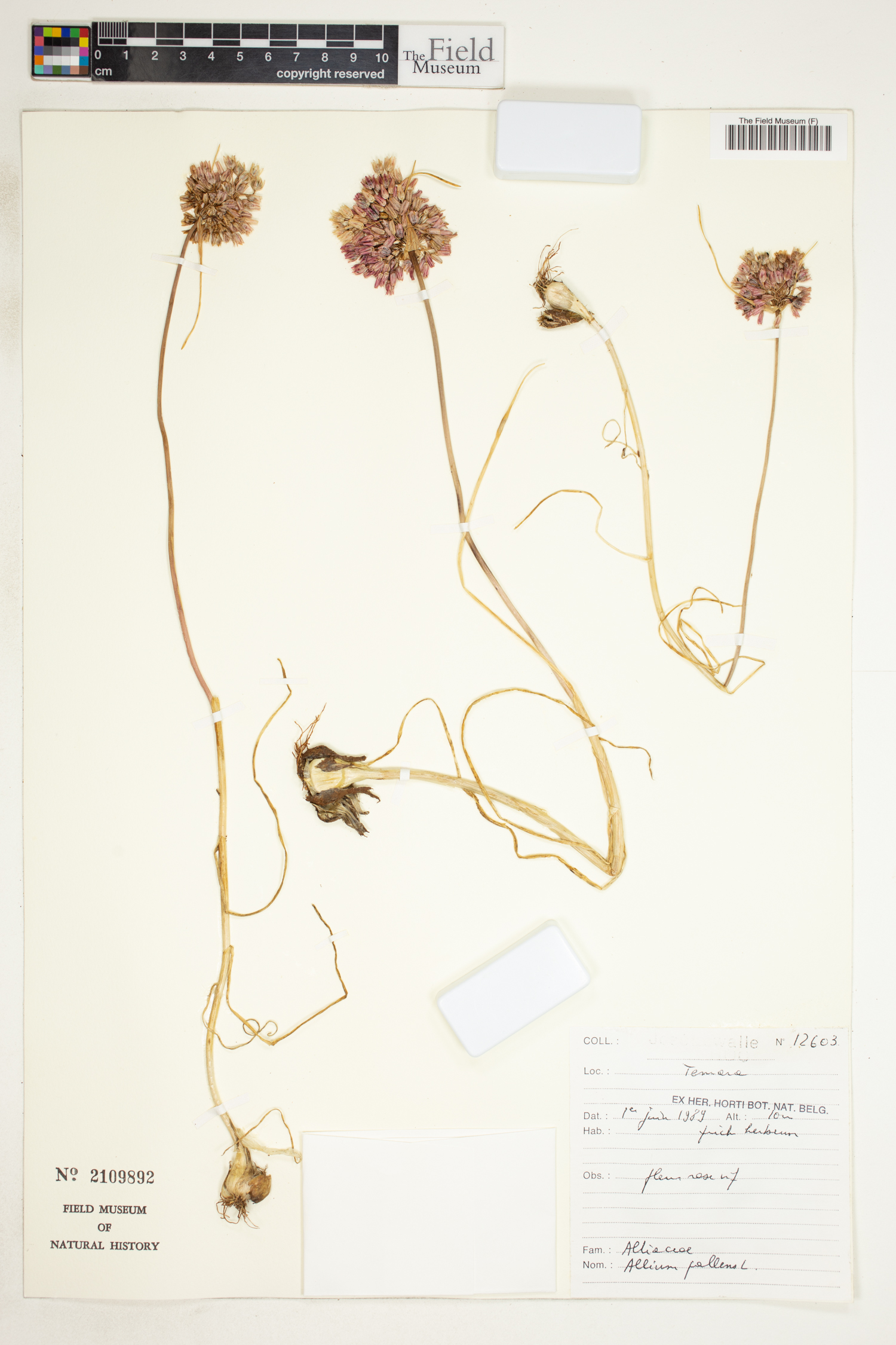 Allium pallens image