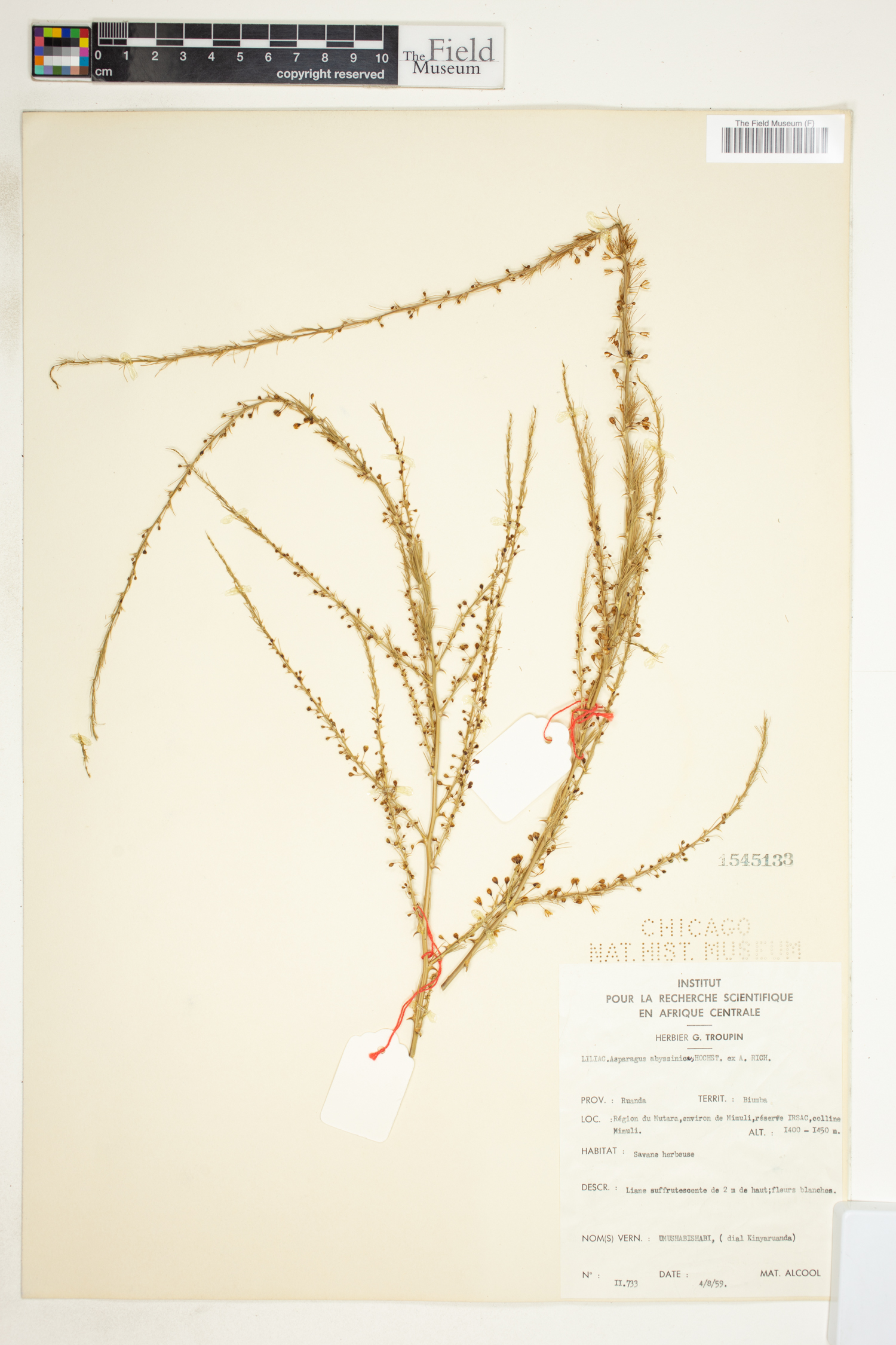 Asparagus flagellaris image