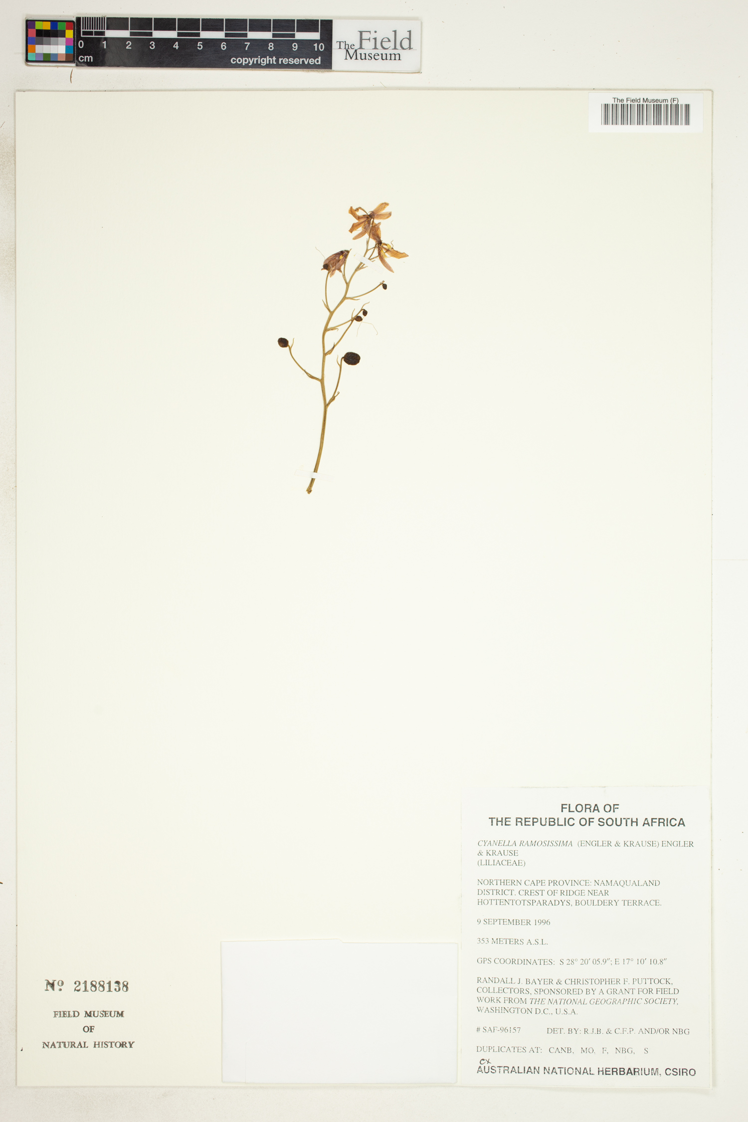 Cyanella ramosissima image