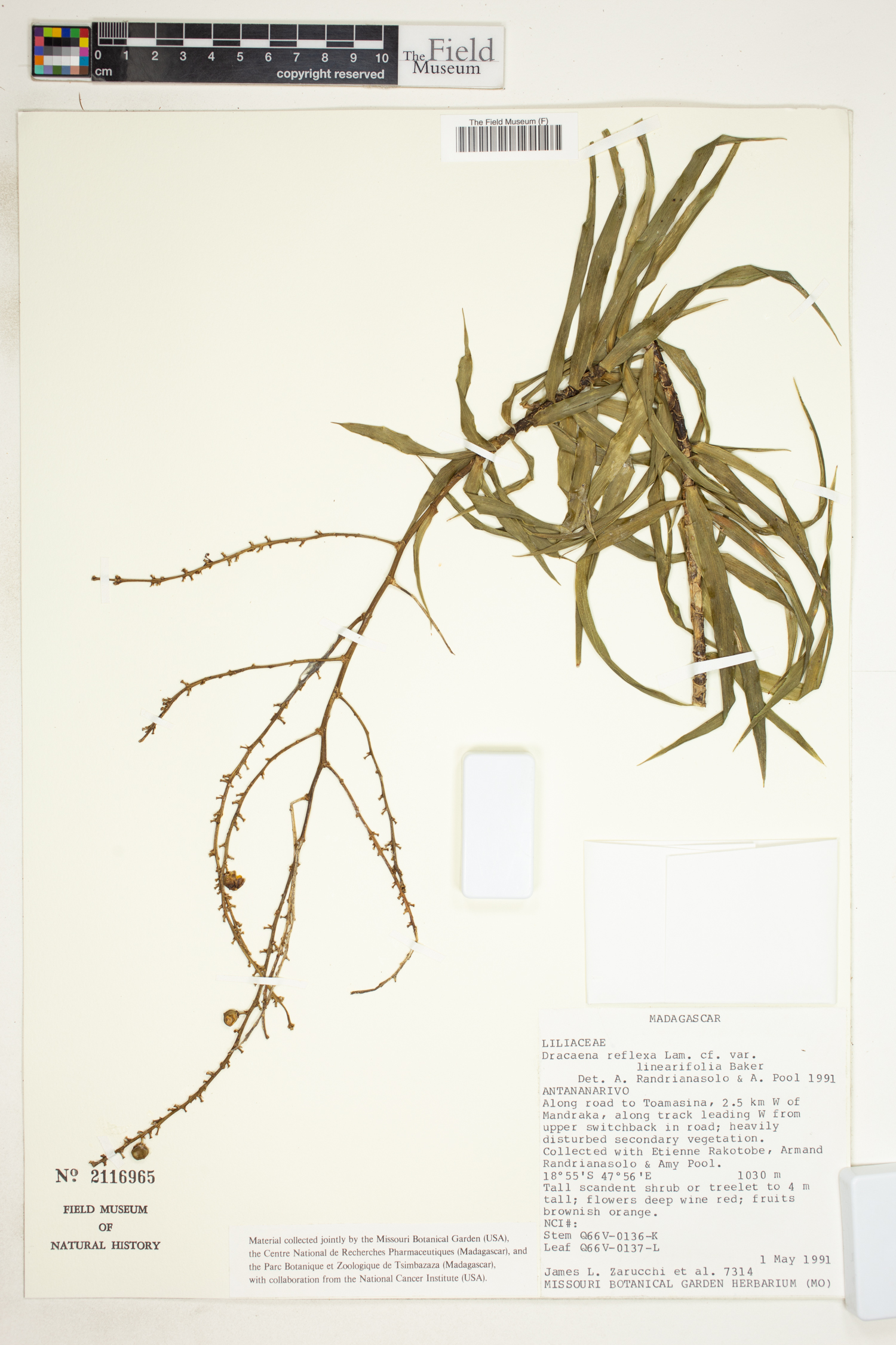 Dracaena reflexa image