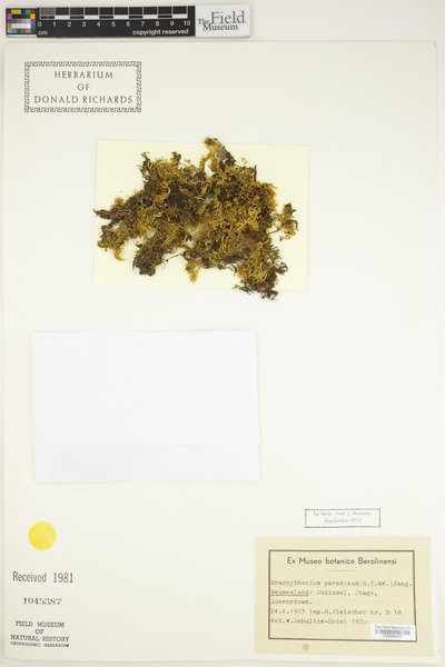 Brachytheciastrum paradoxum image