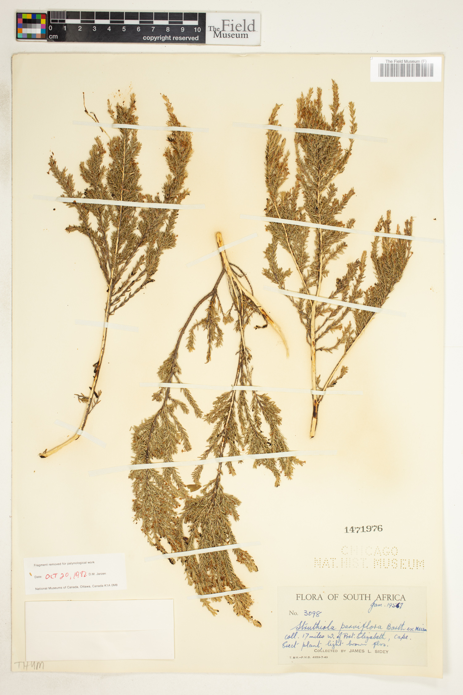 Struthiola parviflora image
