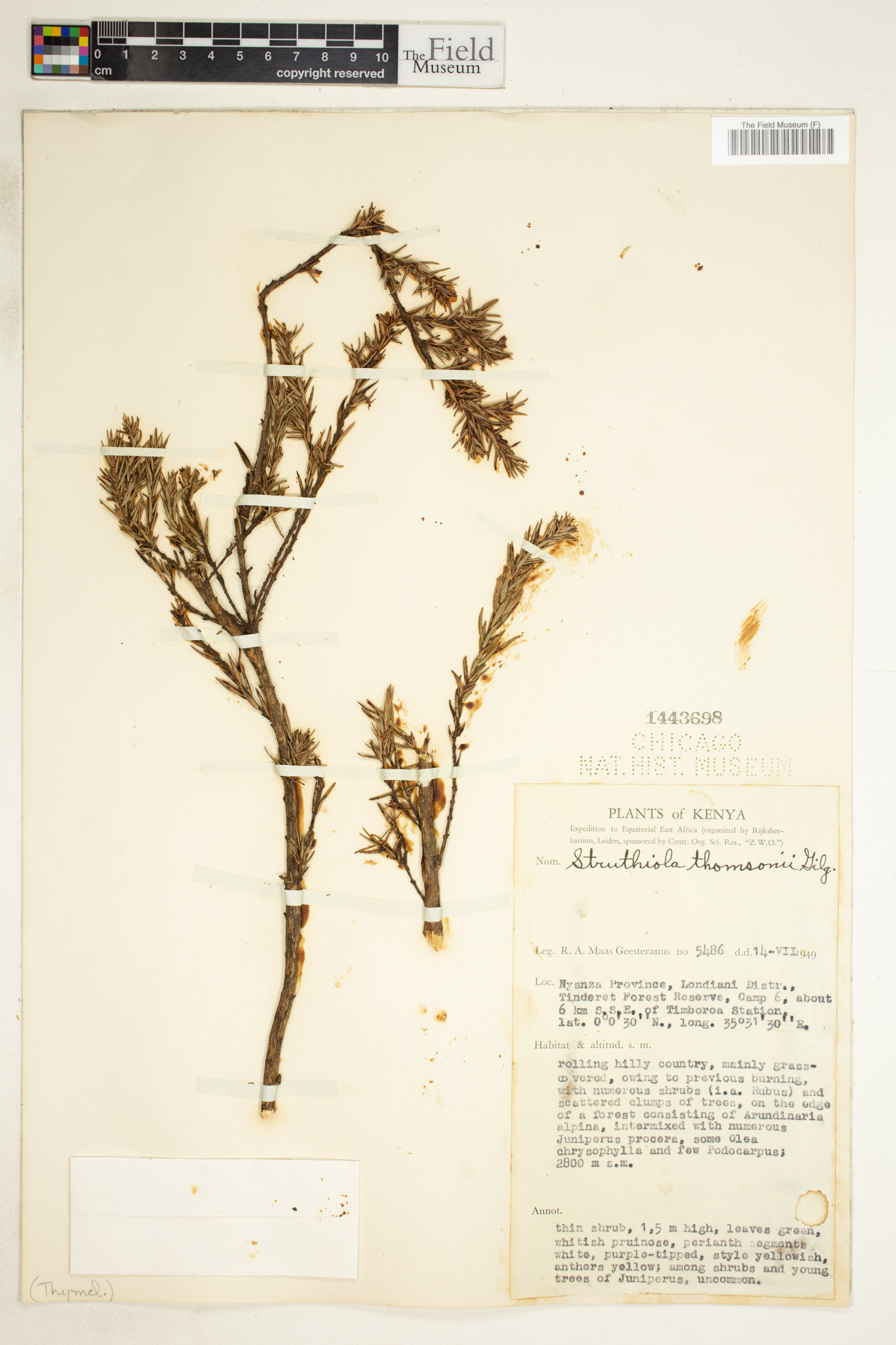 Struthiola thomsonii image