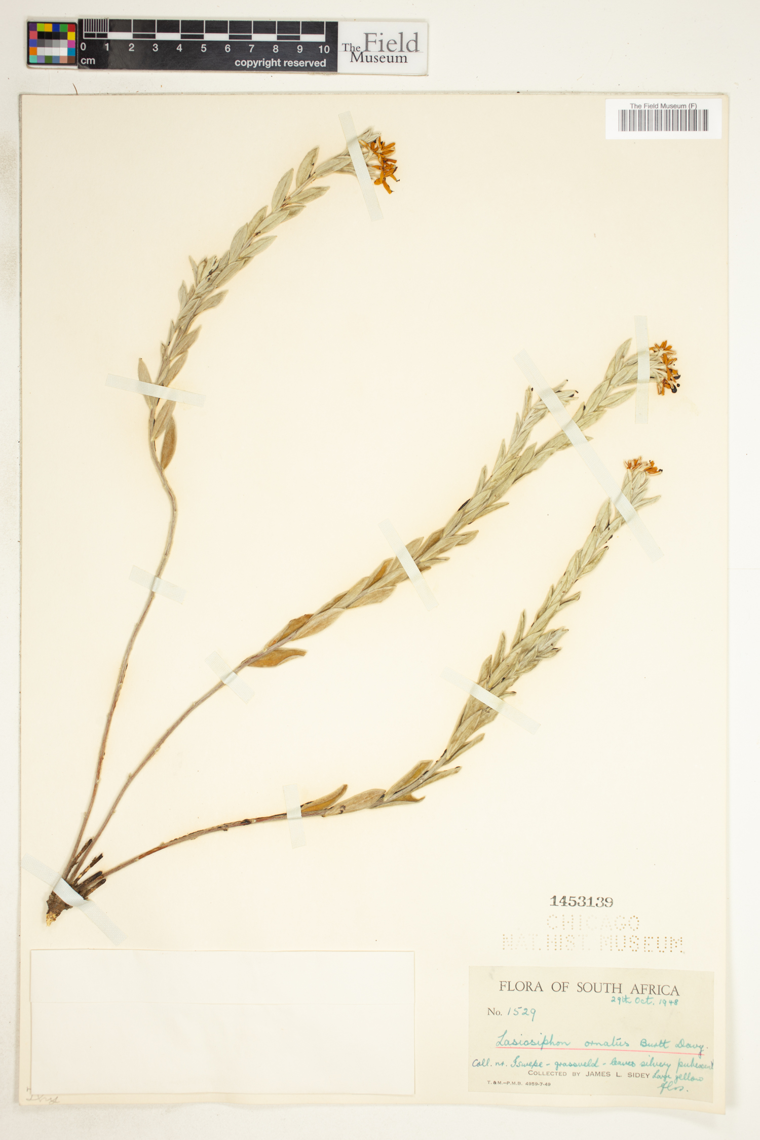 Gnidia albosericea image