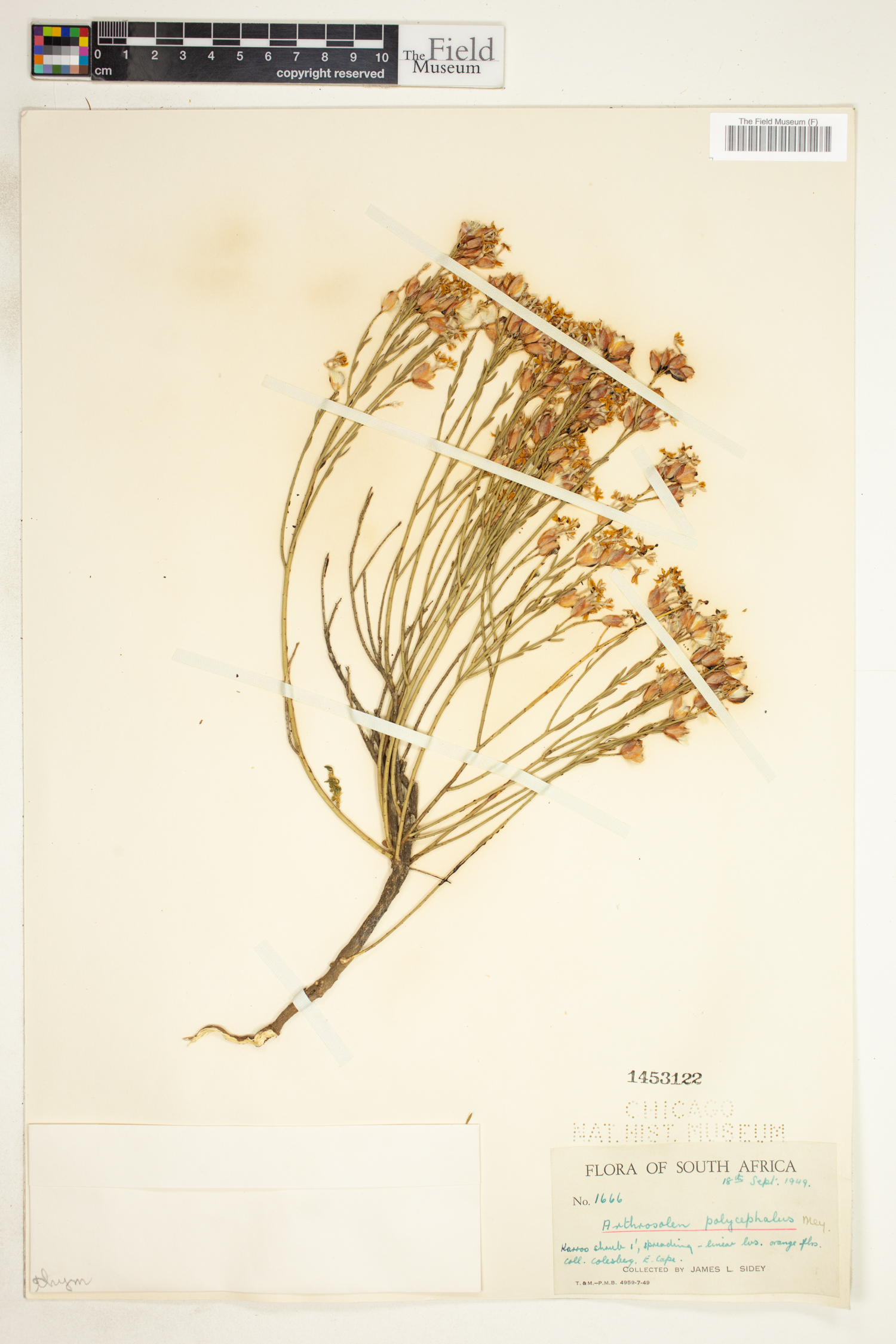Gnidia polycephala image