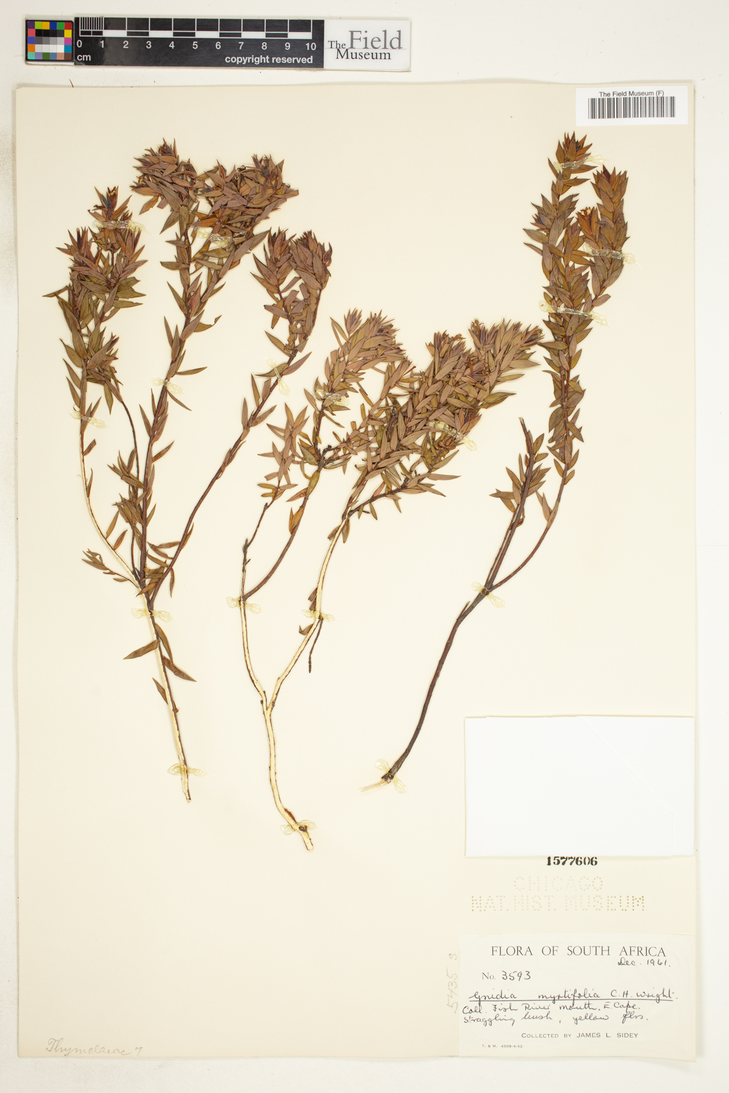 Gnidia myrtifolia image