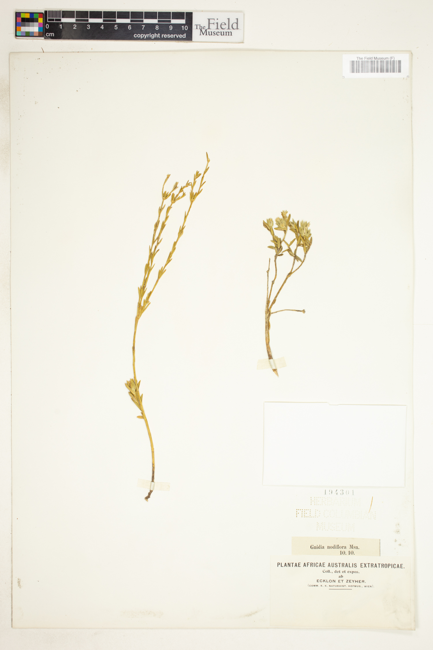 Gnidia nodiflora image