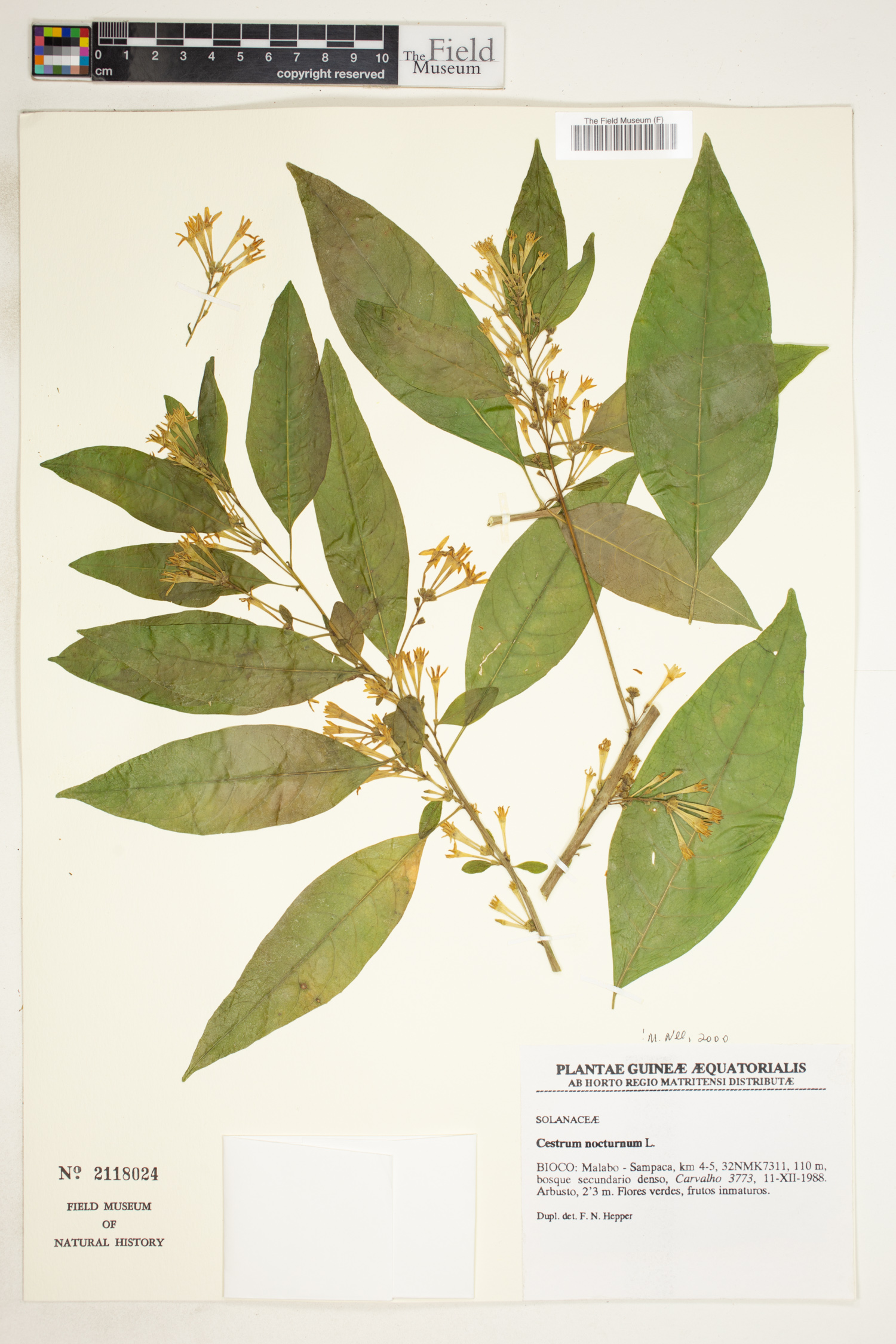 Cestrum image