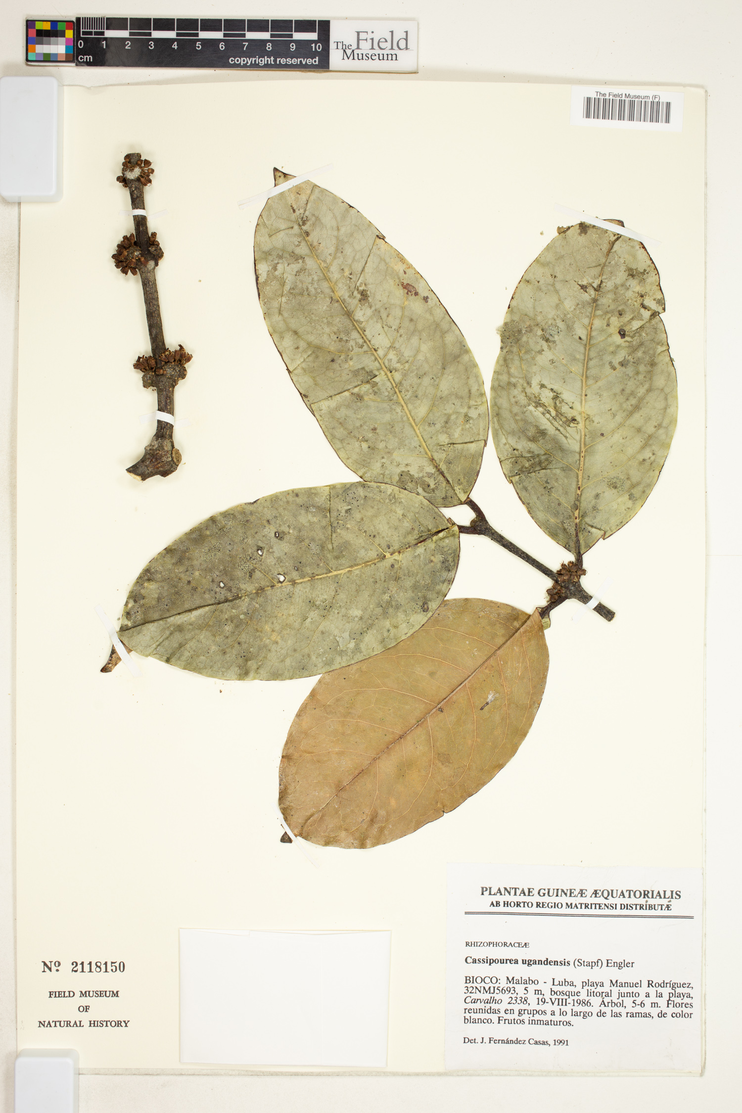 Cassipourea gummiflua var. ugandensis image