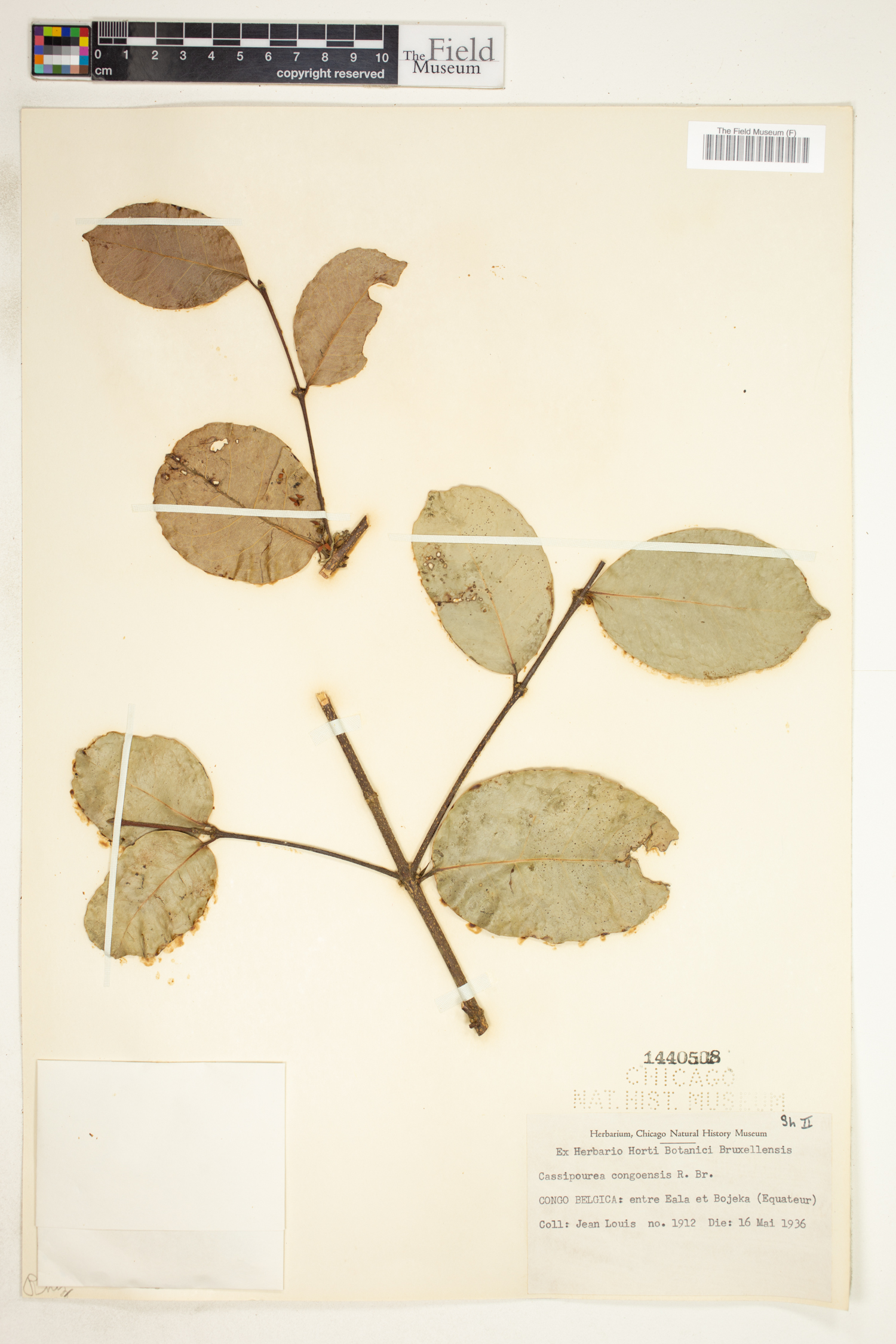 Cassipourea congoensis image