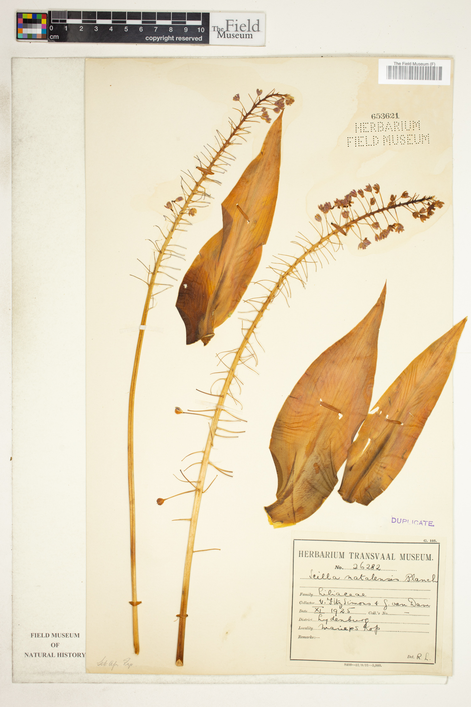 Merwilla plumbea subsp. plumbea image