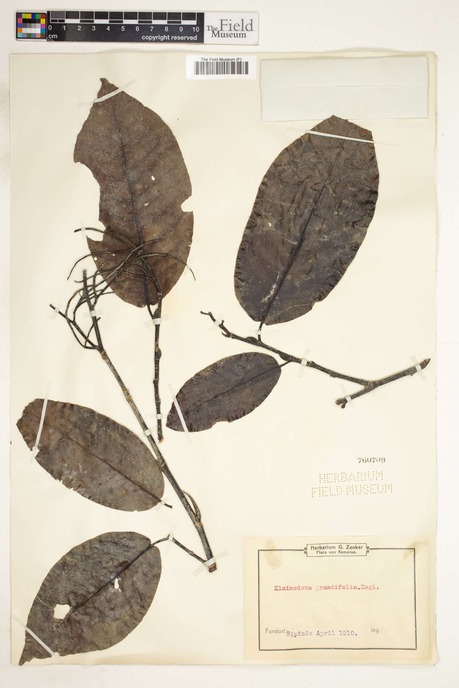Irvingia grandifolia image