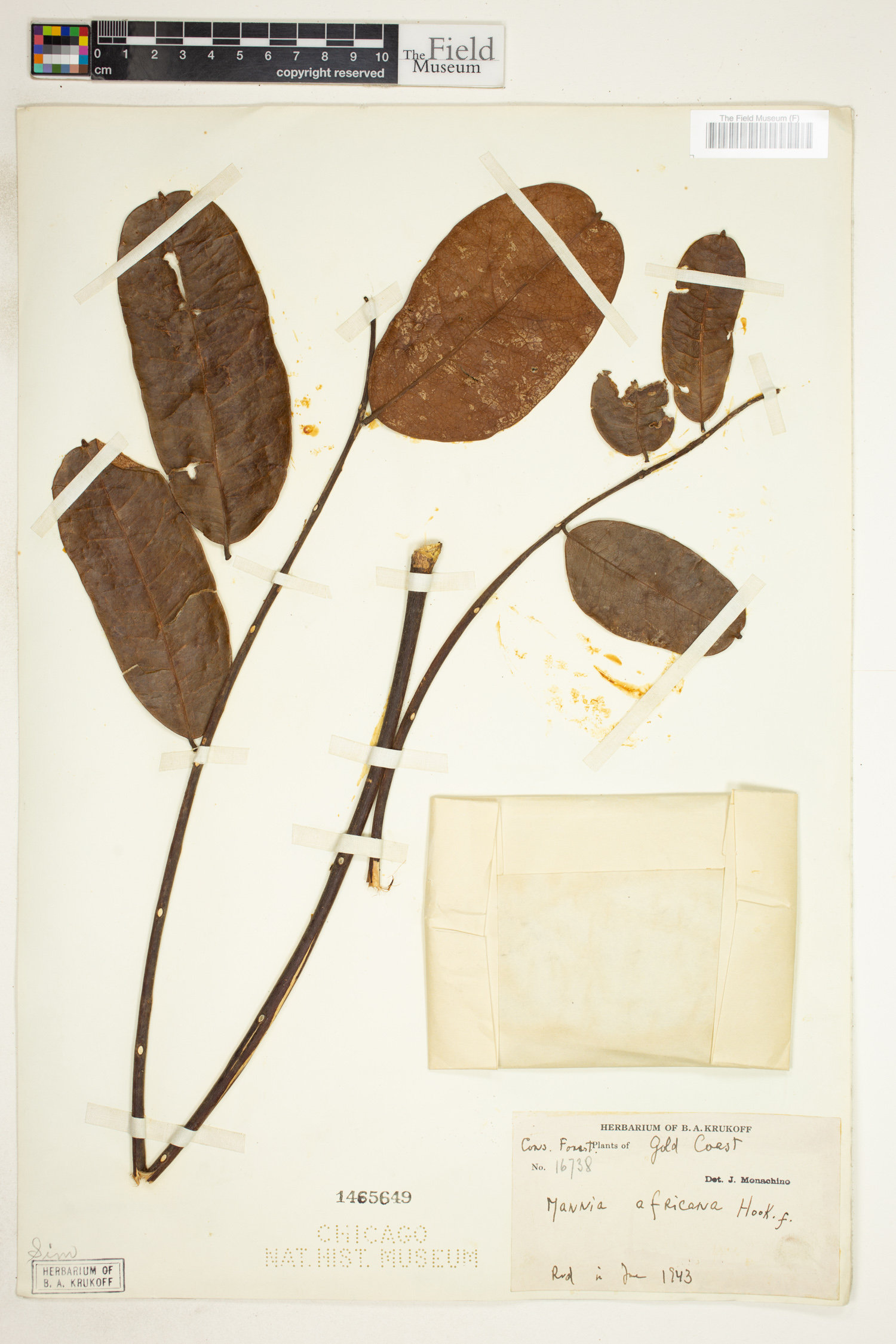 Pierreodendron africanum image